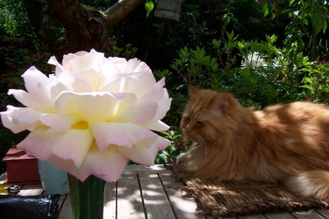 Image posted by MobyPicture.com