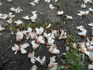 Bloesem van de pseudo acacia in de Riviernebuurt
