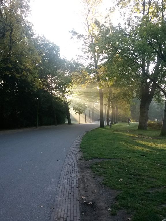 Zonnestralen in het Vondelpark
