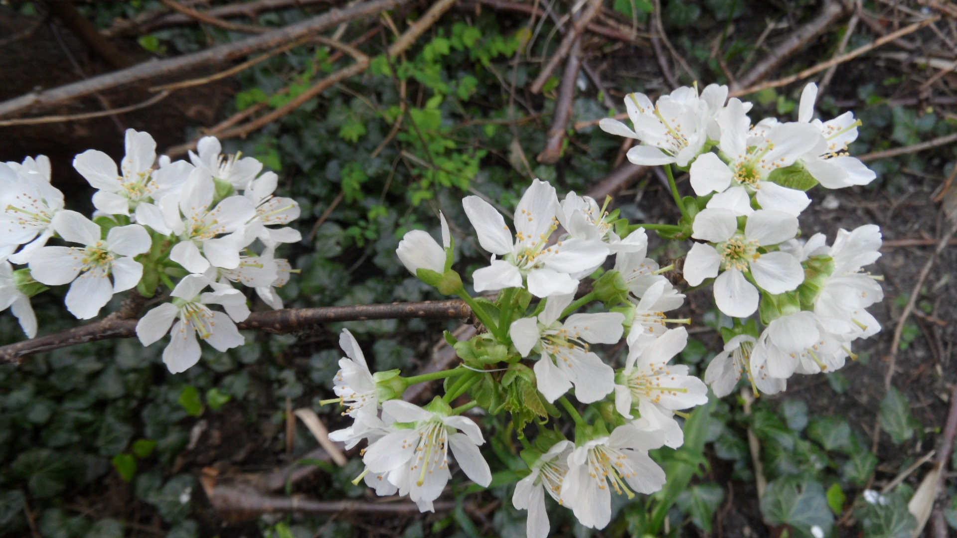 Garden Spring 2014
