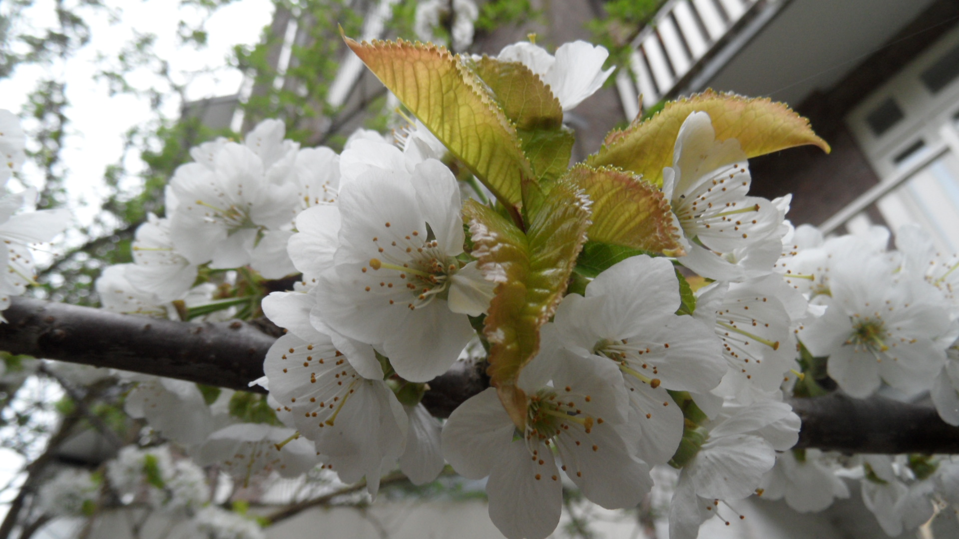 My Garden in the City Spring 2014