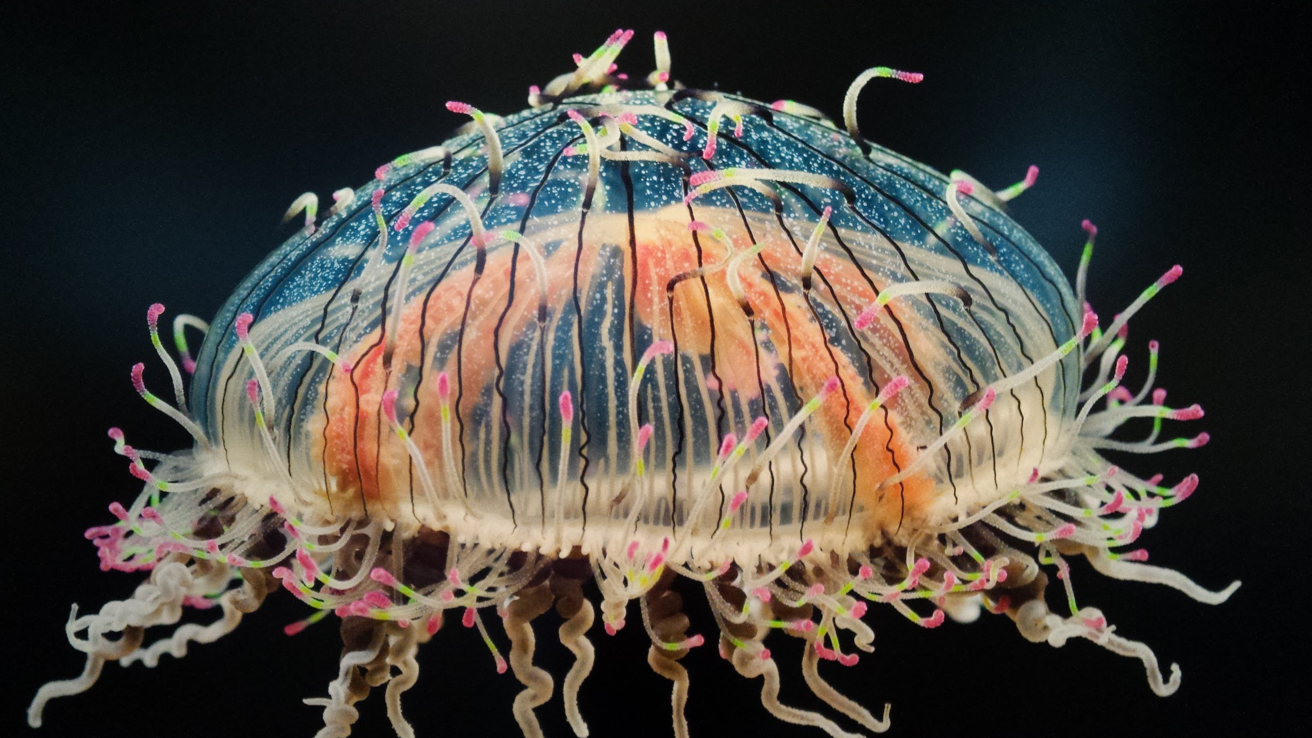 Kwal -Frans Lanting.jpg