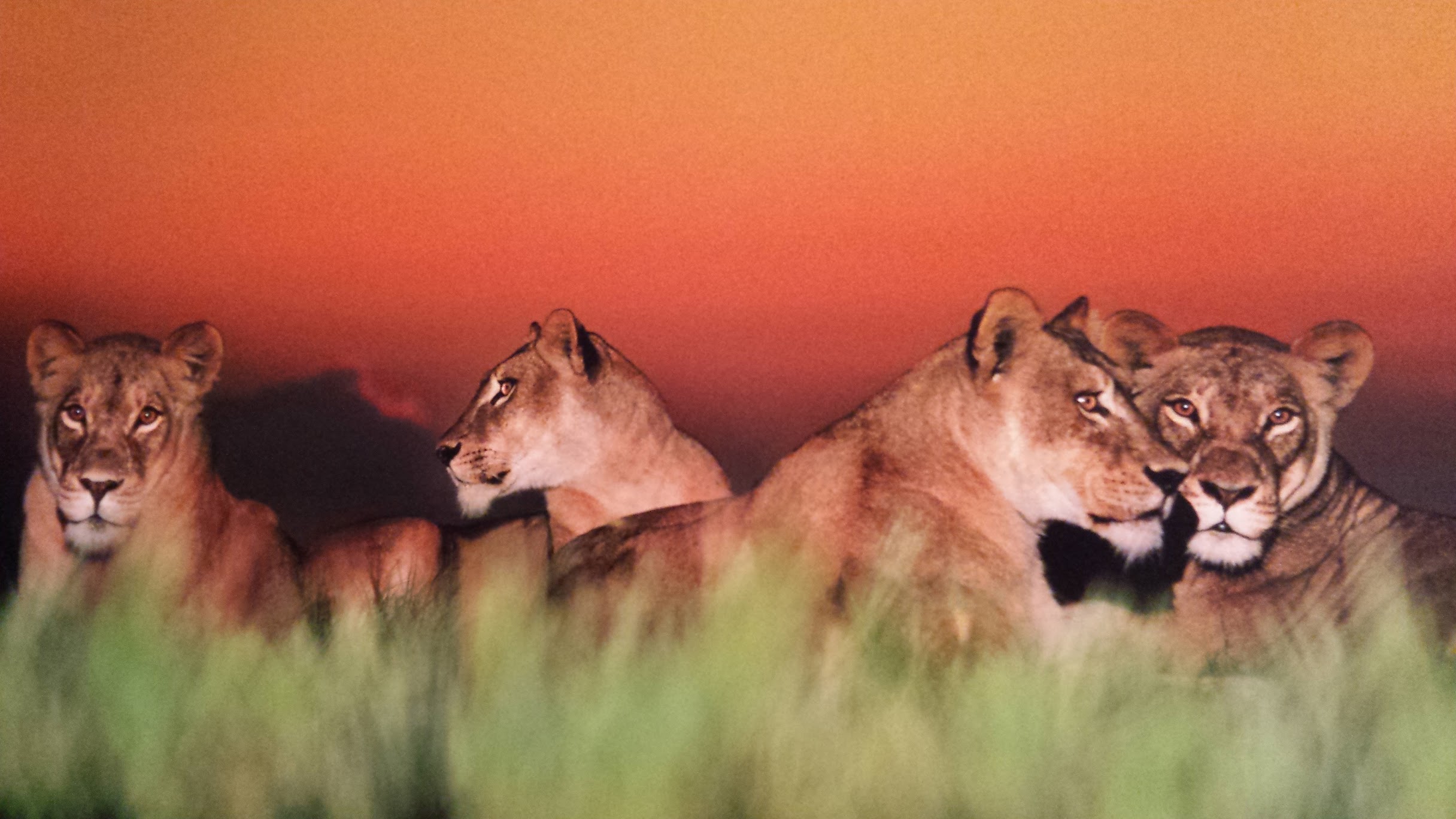 Leeuwinnen - Frans Lanting.jpg